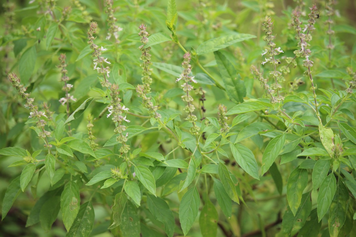 Ocimum americanum L.